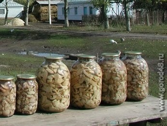 В Липецкой области нелегально торговали грибами