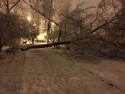 Снегопад свалил дерево в центре Липецка