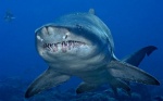 На Гавайях женщина стала жертвой акулы