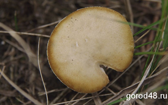 В Липецке две женщины отравились грибами