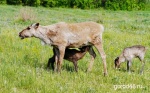 В Добринском районе восстанавливают стадо северных оленей
