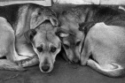 20 января объявлено днем массовой зачистки от собак