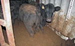 В Данковском районе крупный рогатый скот содержат в опасных санитарных условиях
