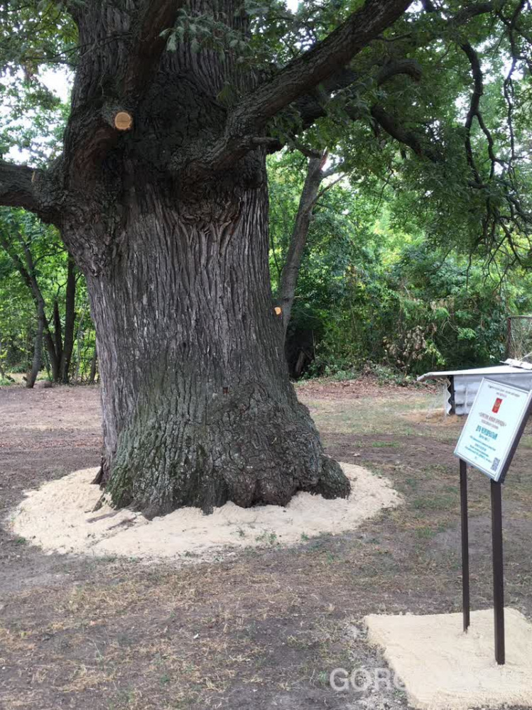 В Липецкой области открыли дерево-памятник живой природы