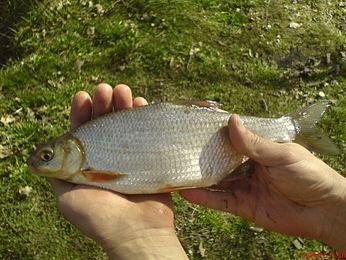 За незаконный лов рыбца в реке Дон житель региона возместит ущерб природе в размере 6,5 тыс. рублей