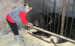Московские волонтеры будут ухаживать за липецким медведем – звездой цирка и кино