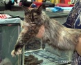 Липецкого шестипалого кота показали в Благовещенске