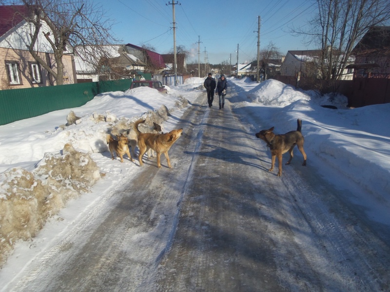 Липецк собака. Поселок Поповка бродячие собаки. Стая собак в деревне. Бродячие собаки в Коркино. Бездомные собаки Коркино.