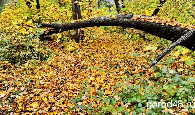 ЛГЭК оштрафовали за загрязнение леса сточными водами на 450 000 рублей ЛГЭК оштрафовали за загрязнение леса сточными водами на 450 000 рублей