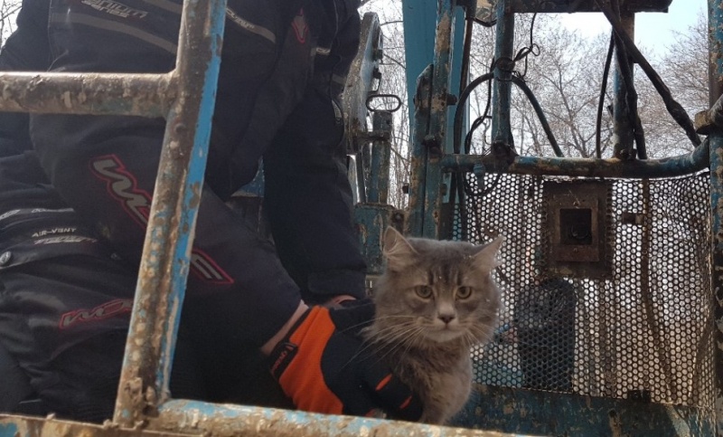 Липчане объединились для спасения кота Липчане объединились для спасения кота