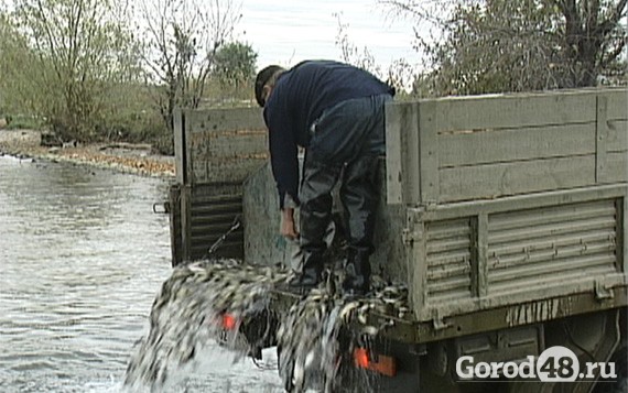 В матырское водохранилище выпустили 40 тонн рыбы В матырское водохранилище выпустили 40 тонн рыбы