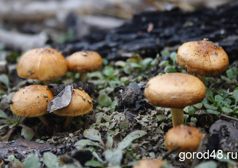 В Липецкой области грибами отравились четыре ребёнка