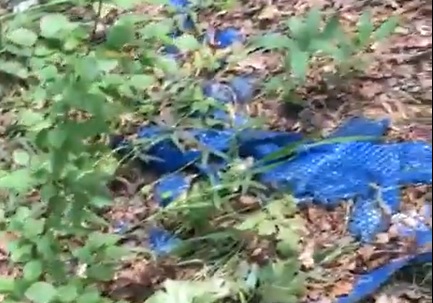 В лесу под Липецком нашли кладбище посылок из Китая В лесу под Липецком нашли кладбище посылок из Китая