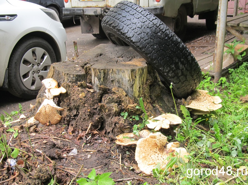 В центре Липецка из-за дождей пошли грибы (ФОТО)