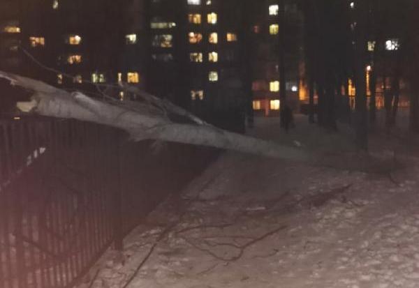 На улице Звездной дерево упало на провода На улице Звездной дерево упало на провода