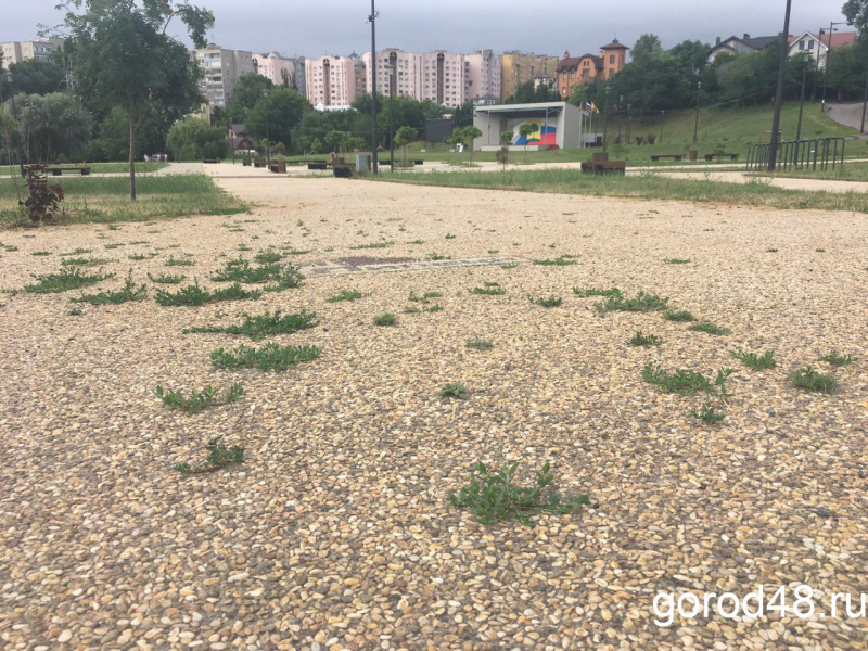 Городище проросло Городище проросло
