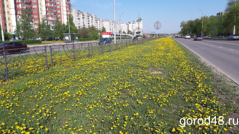 На борьбу с одуванчиками мэрия выделила 12 миллионов рублей На борьбу с одуванчиками мэрия выделила 12 миллионов рублей