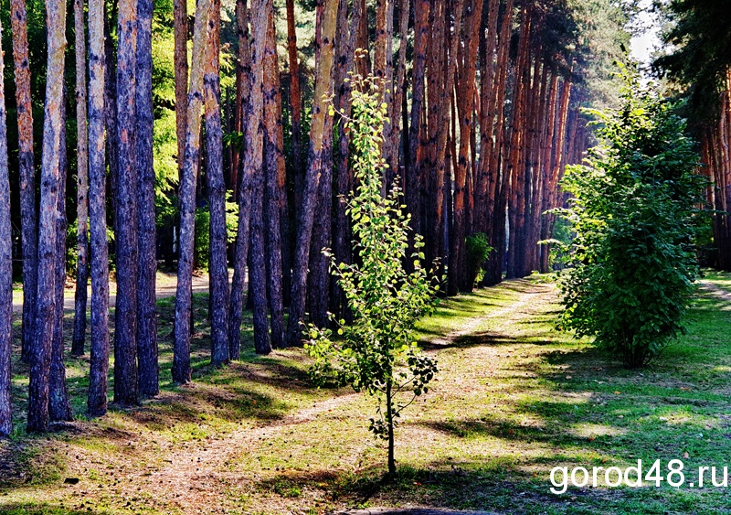 Фото липецкой области леса