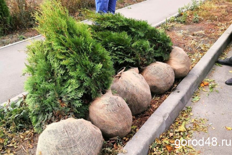 Выкопанные туи, сломанные качели и бетонная урна: вандалы не прекращают портить Липецк Выкопанные туи, сломанные качели и бетонная урна: вандалы не прекращают портить Липецк