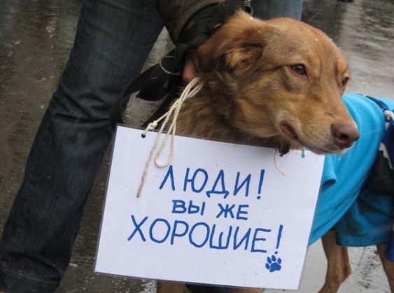 В России принят закон об ужесточении наказания за живодерство В России принят закон об ужесточении наказания за живодерство