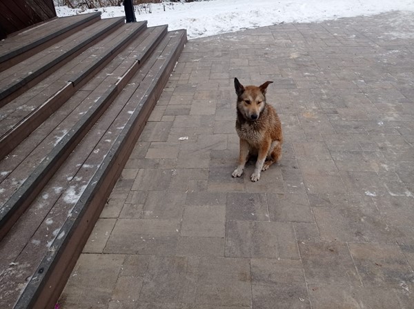 Из пруда в Петровском парке в Ельце спасли провалившуюся в полынью собаку