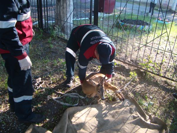 В детский сад забрела косуля В детский сад забрела косуля