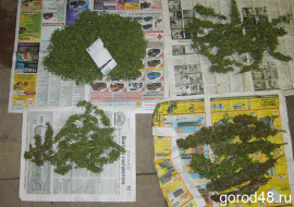 Подельники-продавцы марихуаны получили 9 и 11 лет колонии