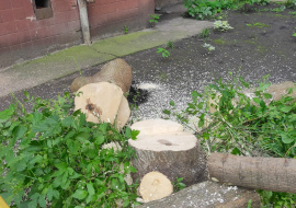Упавшее на улице Меркулова дерево уже распилили  
