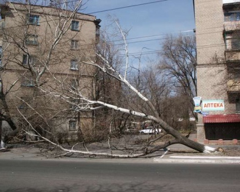 В Липецке дерево упало на кабину грузовика В Липецке дерево упало на кабину грузовика