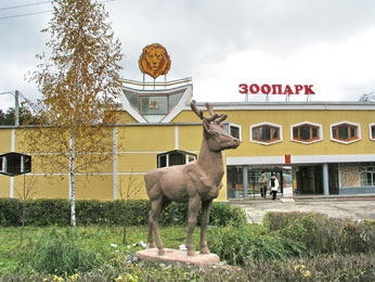 Перелетный фазан Перелетный фазан