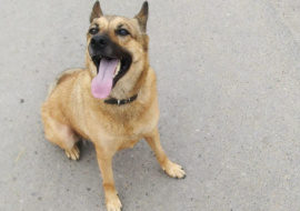 «На пятые сутки Ладу парализовало»: липчанка уверена, что ее собаку отравили