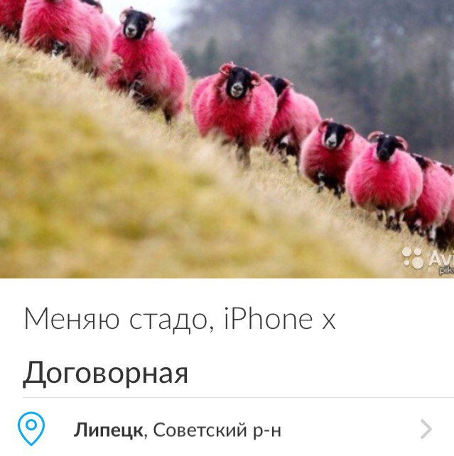Липчанин меняет стадо овец на новые iPhone Липчанин меняет стадо овец на новые iPhone