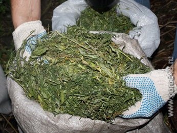 В Липецкой области задержан 49-летний мужчина, выращивавший марихуану В Липецкой области задержан 49-летний мужчина, выращивавший марихуану