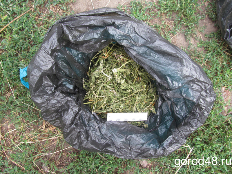 В Задонском районе в сарае нашли марихуану