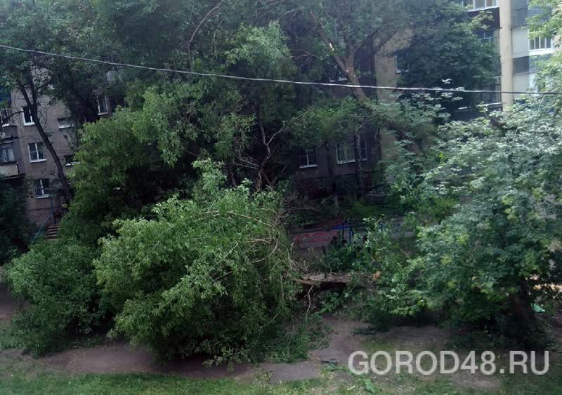 Несмотря на безветренную погоду в Липецке дерево рухнуло на детскую площадку Несмотря на безветренную погоду в Липецке дерево рухнуло на детскую площадку