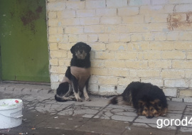 В Липецке подтвердился случай заражения бешенством