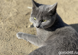 Липчанка приютила семь кошек: соседи потребовали их выселить и компенсацию в 250 000 рублей каждому