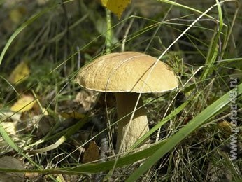 В Липецке от отравления грибами пострадала семья В Липецке от отравления грибами пострадала семья