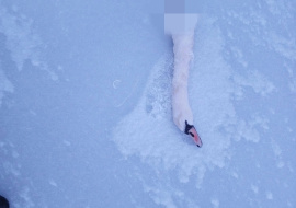 Погиб один из оставшихся зимовать в Липецкой области лебедей