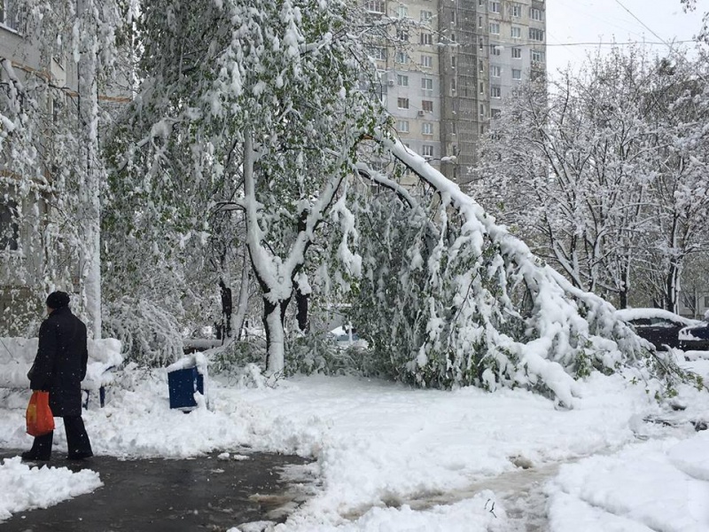 В Москве в результате падения деревьев погиб человек В Москве в результате падения деревьев погиб человек