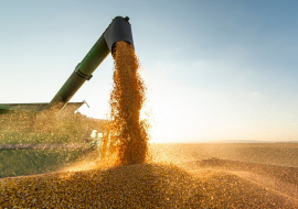 Египет в первом квартале стал крупнейшим импортером российского зерна