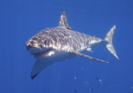 В Австралии большая белая акула напала на серфера