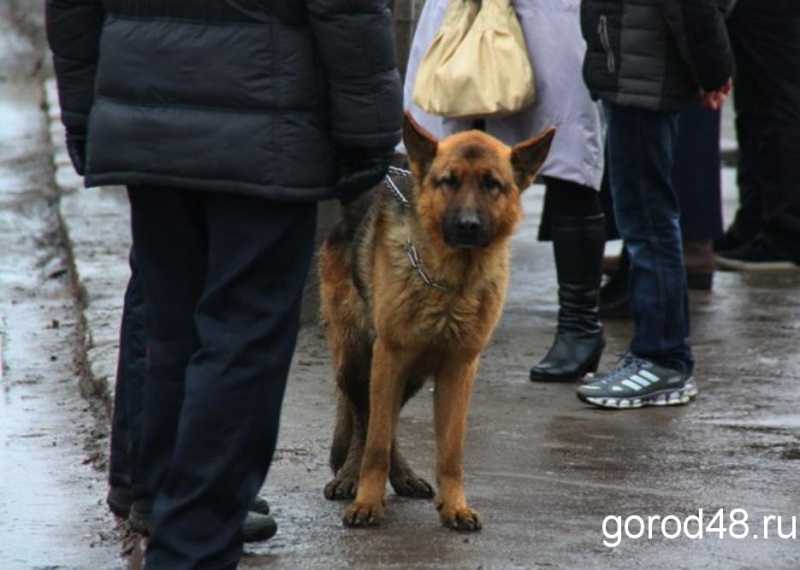 В Грязинском районе нашли бешеных животных В Грязинском районе нашли бешеных животных