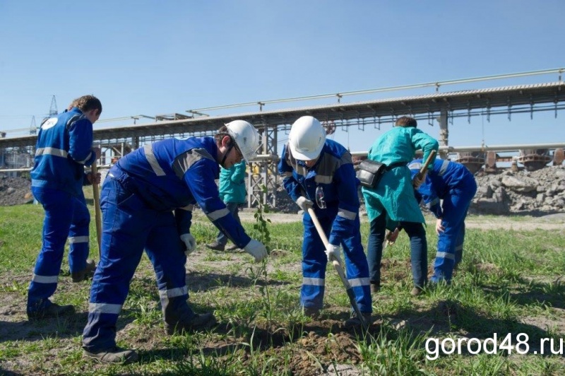 Молодые лидеры НЛМК посадили 500 деревьев Молодые лидеры НЛМК посадили 500 деревьев