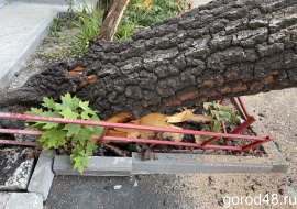 В Липецке дерево упало на детскую площадку