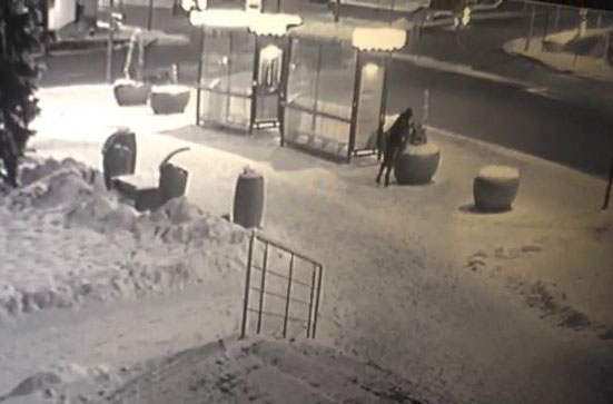 Вандалы поломали туи в Липецке (ВИДЕО) Вандалы поломали туи в Липецке (ВИДЕО)