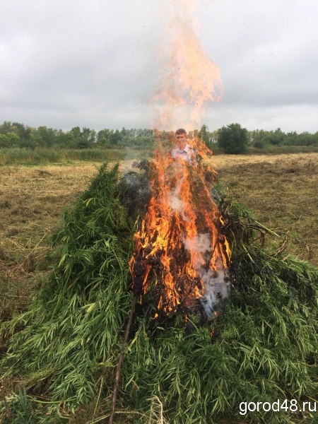 Полицейские скосили и сожгли целое поле конопли Полицейские скосили и сожгли целое поле конопли