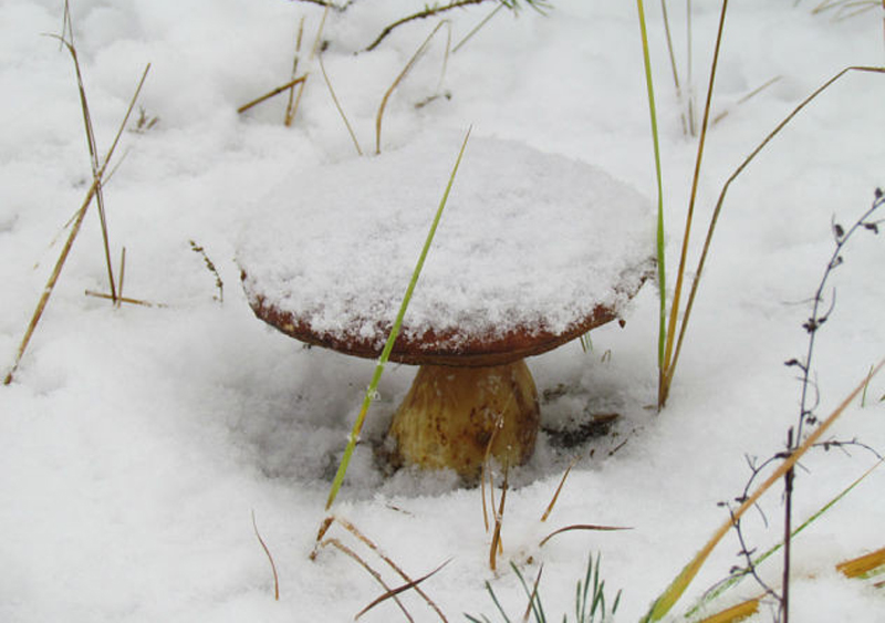 Липчанин в январе отравился свежесобранными грибами