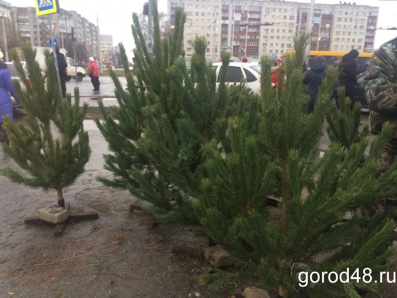 В Липецке начали торговать живыми ёлками В Липецке начали торговать живыми ёлками