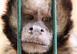 КНР внесет оспу обезьян в класс инфекций, куда относят СПИД и коронавирус
